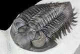 Triple Coltraneia Trilobite Association - Huge Faceted Eyes #87581-5